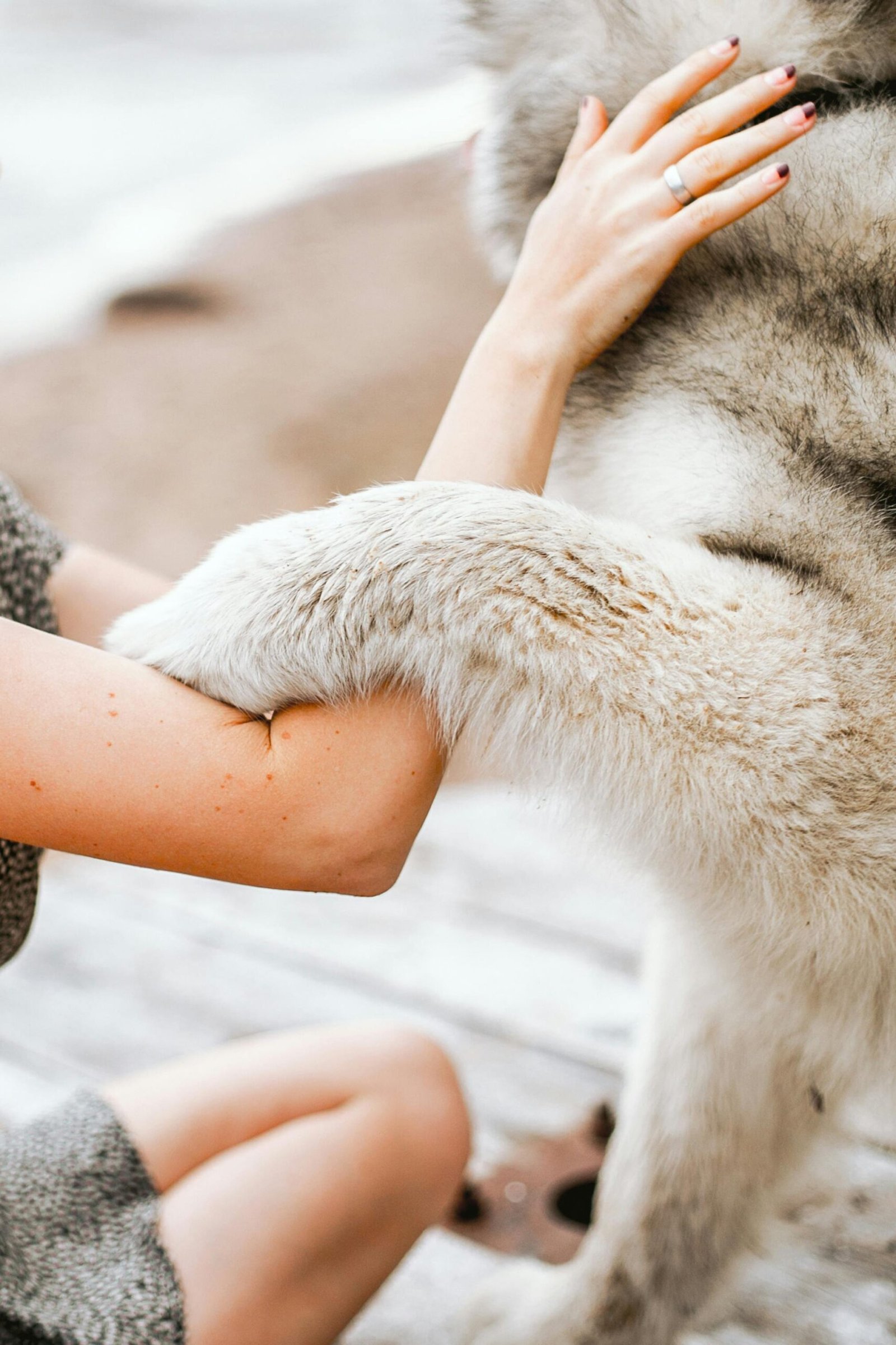 photo patte chien communication animale