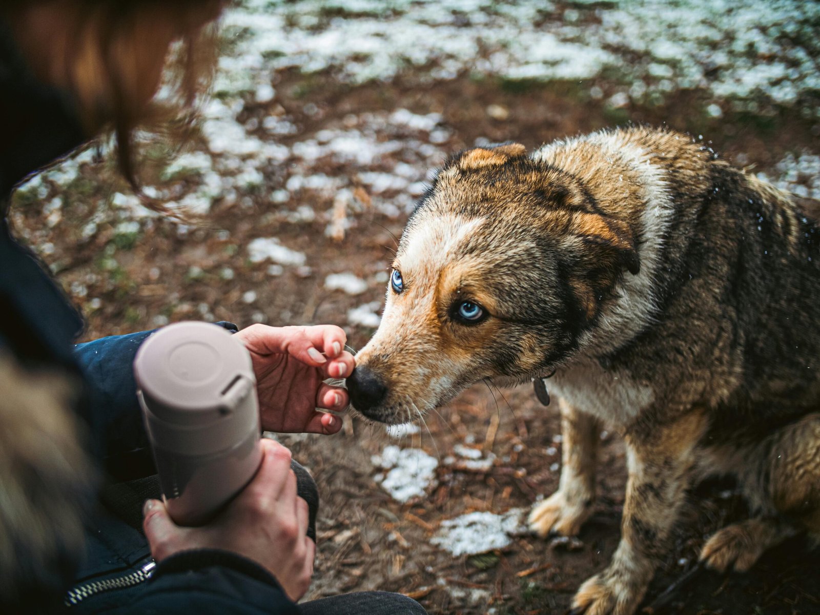 photo communication animale chien 2